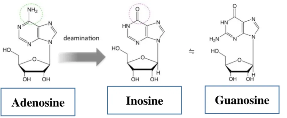 Fig 4. RNA editing by ADAR (Adenosine Deaminase Acting on RNA) Fig 3. Different types of the ADAR deaminase 