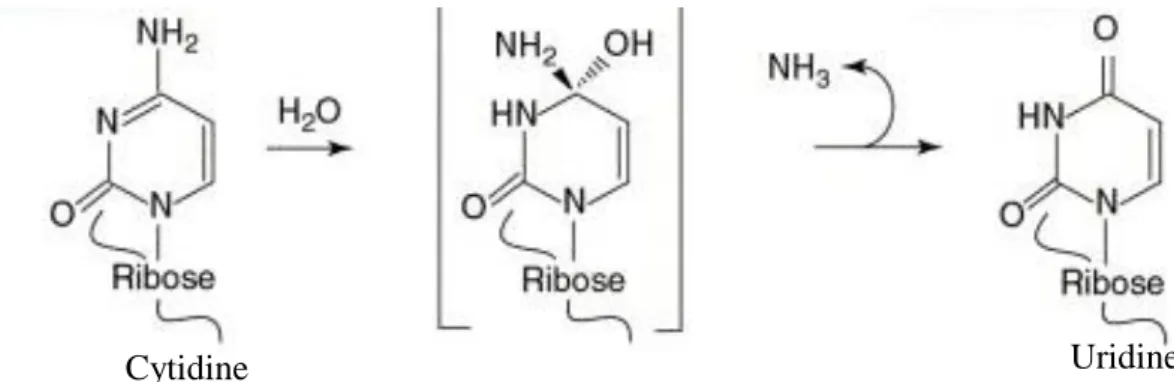 Fig  7.  Chemical  modification  during  the  conversion  of  Cytidine  (C)  to  Uridine  (U),  which happens through a deamination process 