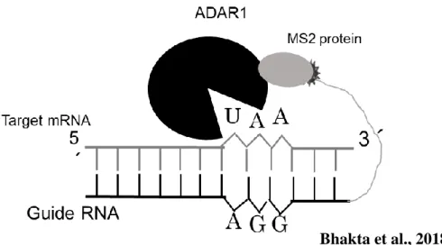 Fig 11. Schematic feature of the engineered ADAR1 (Black), MS2 protein (Grey), MS2  RNA  (Dark  ash)  connected  with  Guide  RNA
