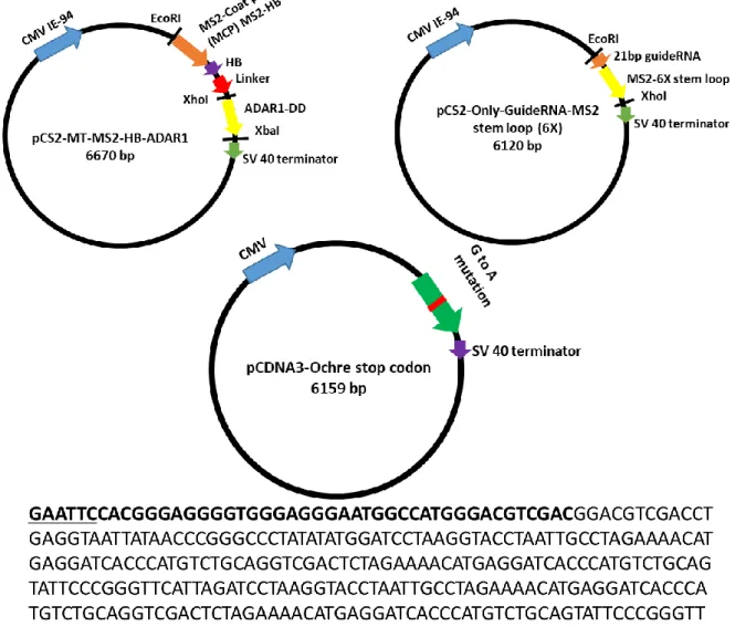 Fig  13.  Schematic  features  of  the  construction  of  the  three  major  editing  factors