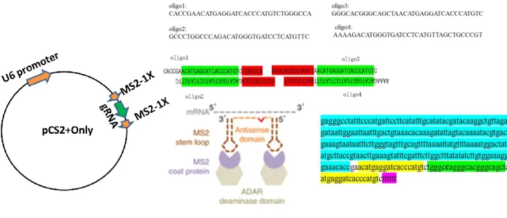 Fig. 14 Preparation of the MS2-1X stem loop (Double) on the either side of the 21 bp  guideRNA in the pCS2+only plasmid vector under the control of U6 promoter 