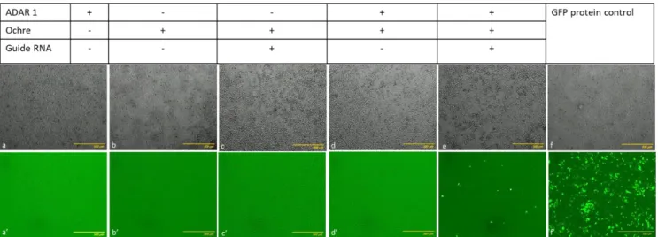 Fig  15.  Transfection  in  HEK  cell  with  wild  type  EGFP,  1  factor  (Only  EGFP  containing  ochre  stop  codon or Only ADAR1), 2 factors (EGFP containing Ochre stop codon + ADAR1 or EGFP containing  Ochre stop codon + Guide RNA) and 3 factors (EGFP