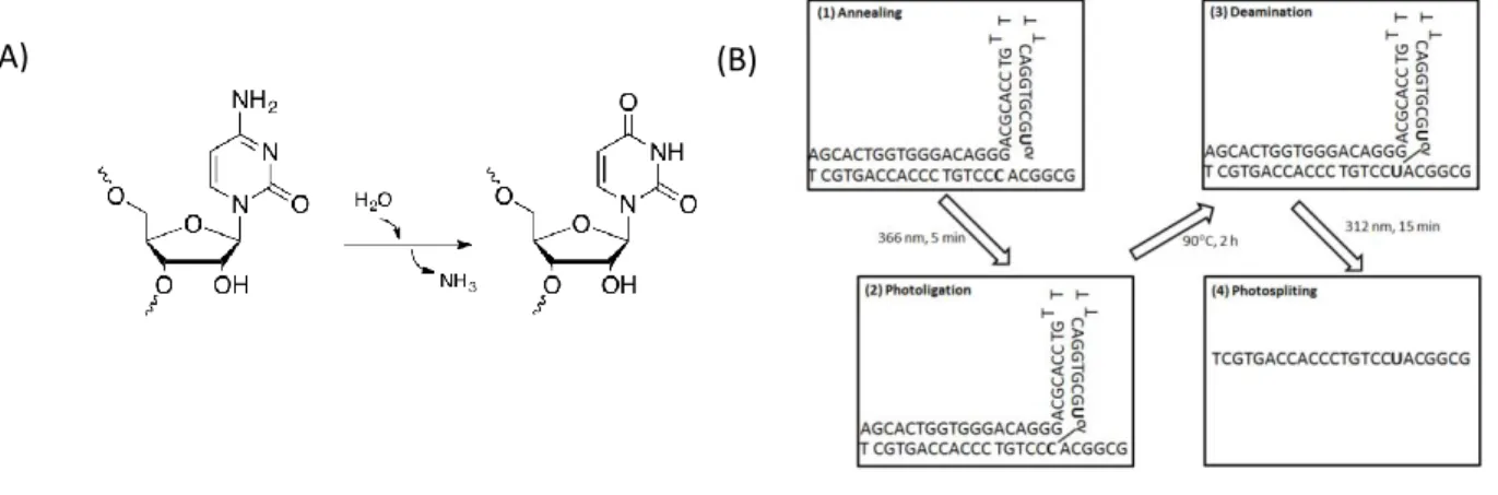 Figure 1: Schematic representation of artificial transition. (A) Deamination of cytidine to uridine