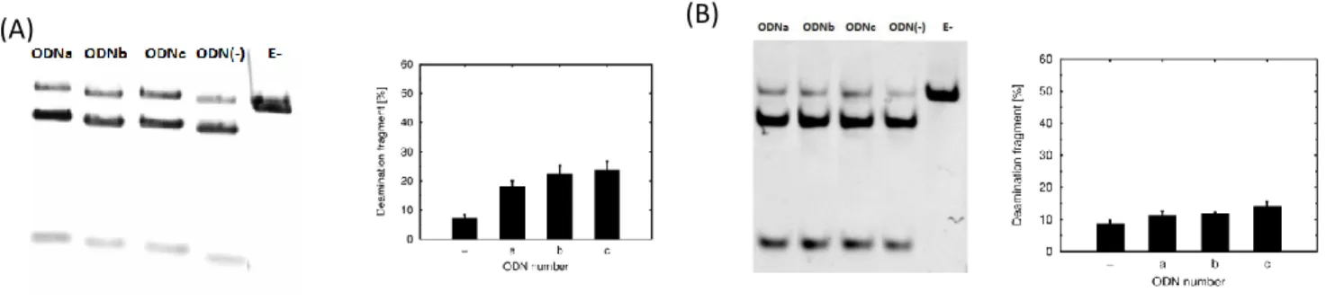 Figure 3: The efficiency of site-directed deamination. (A) 3  CV U-containing ODNs and a synthetic ss100-nt BFP target at 90 