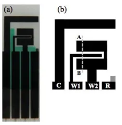 図  12  新規電極構造の電気化学免疫センサ  (a)  実際に作製した電極チップの写真；左からカーボン対向電極、カーボン作用電極 1、カー ボン作用電極 2、銀／塩化銀参照電極の 4 電極から成る、(b)  概略図；点線 A-B に沿って電 極上を見た場合の測定原理が図 10 に示した。  3.4   高感度化に対するコンセプト検証    図 12 に示した 2 つの作用電極（W1 と W2）を利用して、W1 と W2 に捕 捉された銀ナノ粒子を、W1 上にのみ回収することが出来るのか電子顕微鏡 観察に