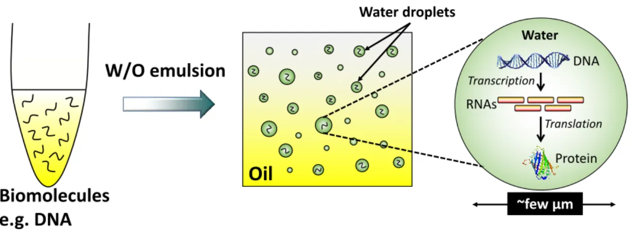 Figure 1.1: Schematic illustration of in vitro compartmentalization using water-in- water-in-oil emulsion