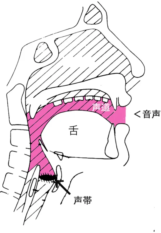 図 1.1: 正中面でのヒトの発声器官の形状