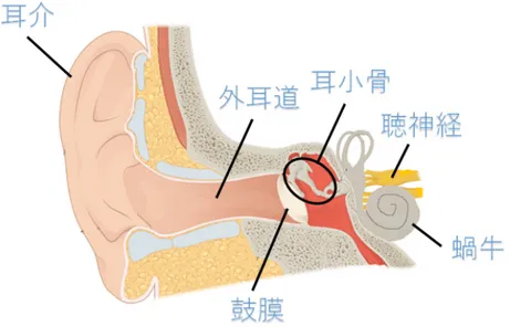 図 2.1: 耳の構造