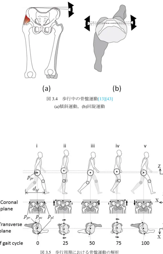 図 3.4  歩行中の骨盤運動[13][43] 