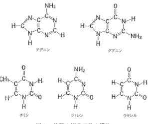 図 1. 核酸の塩基成分の構造