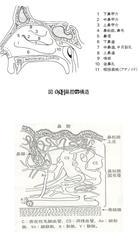 図 2.1: 鼻腔の構造