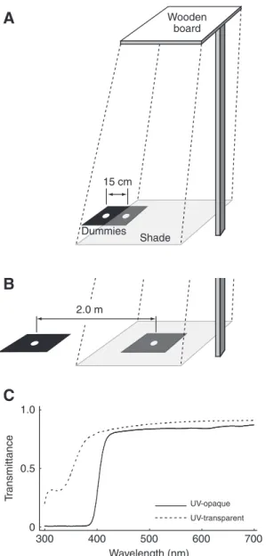 Fig. 1. (A,B) Schematic drawing of the experimental set-up for positioning of female dummies in the shade and in the sunlight