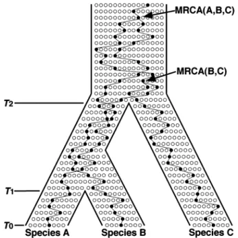 FIG. 9. An illustration of the coalescent process in a three species model with discrete generations