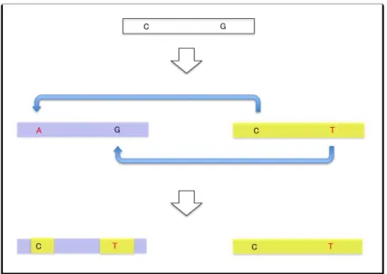 Figure 1. Simple gene conversion model for a pair of duplicated genes (or paralogous genes)