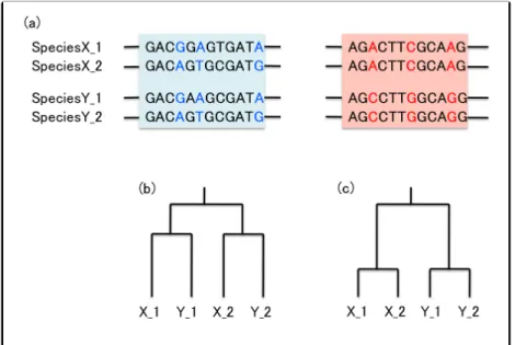 Figure 2. Illustration of the sequence evolution after gene duplication. (a) Paralogs in species X and Y that originated by a duplication before the divergence of X and Y