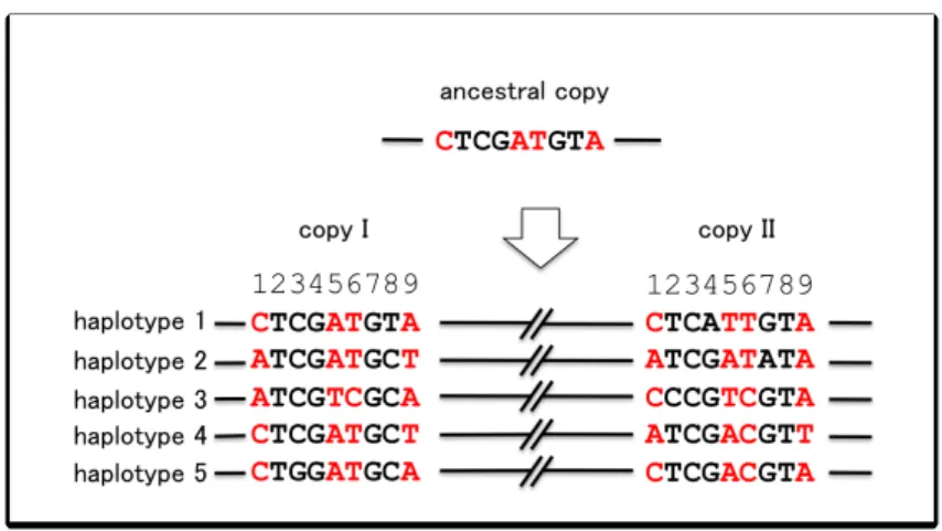 Figure 4. Hypothetical polymorphism data from a pair of duplicated genes with sample size 5