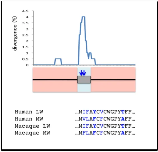 Figure 5. Sequence divergence of the red- and green-opsin genes in human and macaque. The graph shows the divergence between the human red-opsin (long-wave: LW) and green-opsin (medium-wave: MW) genes of intron 4, exon 5, and intron 6