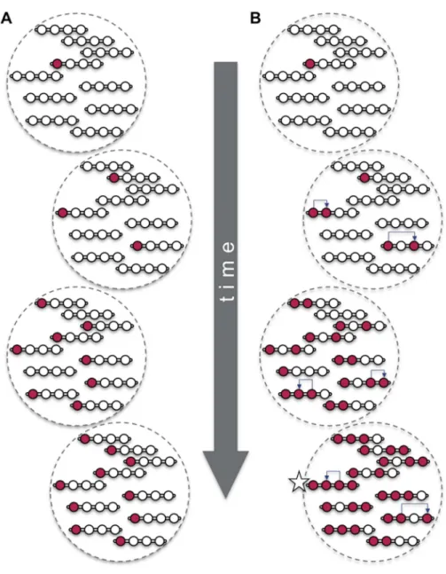 Figure 1. Beneficial mutations can spread through a population both ‘vertically’ and ‘horizontally’