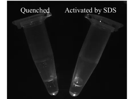 Fig 1. Quenched (left) and chemically dequenched (right) Pan-ICG. (A) White image (B) Fluorescence image.