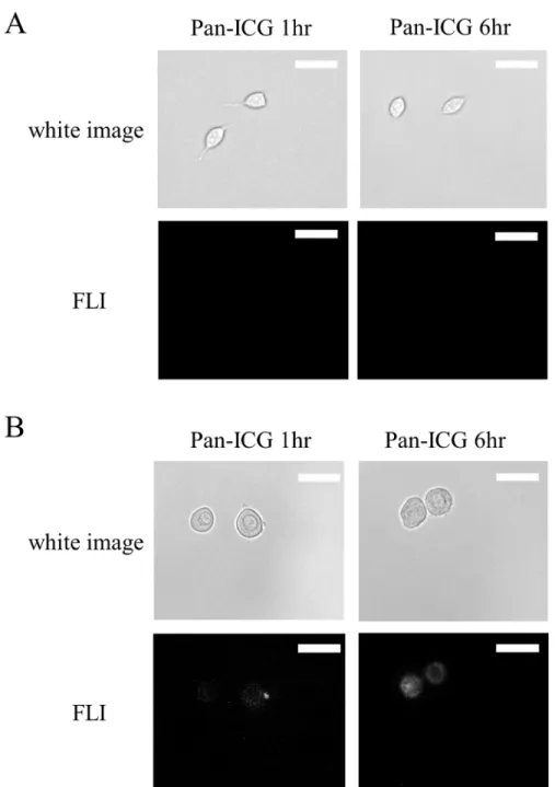 Fig 3. Fluorescence microscopy study of Pan-ICG binding to H520 and H226 cell lines. After 1 hour (1hr) and 6 hours (6hr) incubation, fluorescence microscopy results showed (A) no signal from EGFR- cell line (H520) and (B) weak signals at 1hr or strong sig