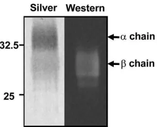 Figure 1-1 (a).    Delineation of the HD8 epitope on HLA-DR 