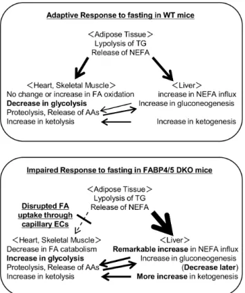 Figure 9. Working model of metabolic changes in DKO mice during fasting. (A) In WT mice, TG in adipose tissue is hydrolyzed during prolonged fasting, which releases NEFA into circulation
