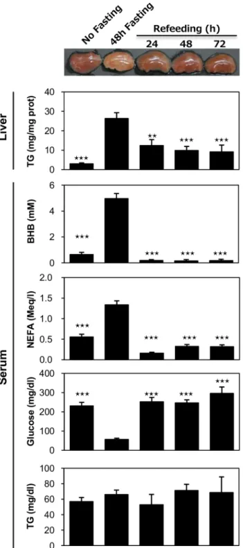 Table 1. Metabolome analyses of DKO livers.
