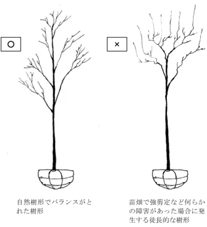 図  4-7  バランスのとれた樹形と徒長的な樹形の模式図  図  4-8  バランスのとれた樹形と下枝が枯れ上がった樹形の模式図 自然樹形でバランスがとれた樹形 苗畑で強剪定など何らかの障害があった場合に発生する徒長的な樹形○×自然樹形でバランスがとれた樹形 苗畑で密植されていた場合などに発生する下枝が枯れ上がった樹形 ○×