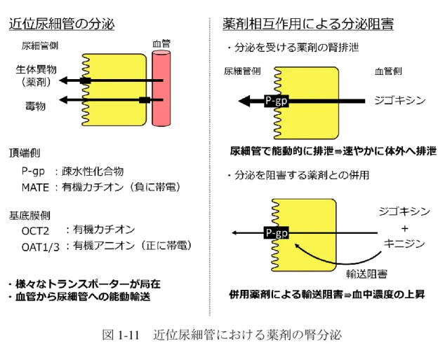 図 1-11   近位尿細管における薬剤の腎分泌