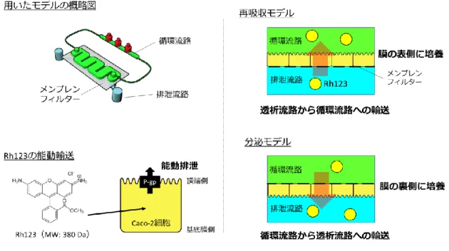 図 5-1   尿細管の機能を模倣したチップの概略図