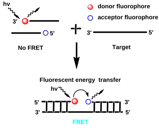Figure 1.8: Schematic overview of  energy transfer and fluorescence signal generation in  adjacent probes