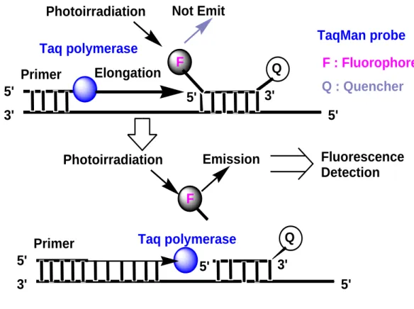 Figure 1.9: Schematic overview of energy transfer and fluorescence signal generation in  5ˊ-Nuclease probes