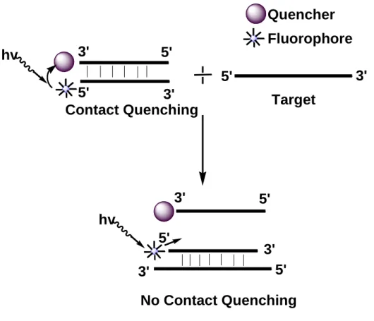 Figure 1.10: Schematic overview of energy transfer and fluorescence signal generation in  Strand-displacement probes