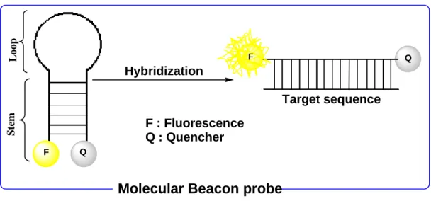 Figure 1.11: Schematic overview of energy transfer and fluorescence signal generation in  molecular beacon probes
