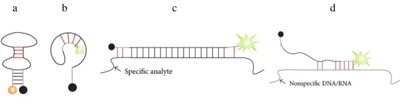 Figure 1.18: Examples of loop and stem interferences in MB probe. (a) Loop interference