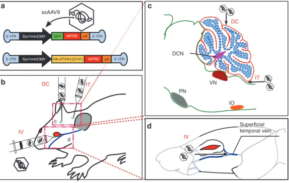 Figure 1  The ssAAV9 construct and a diagram showing the injection points. (a) Single-stranded adeno-associated virus serotype-9 (ssAAV9) DNA  construct with its specific inverted terminal repeat (ITR) ends