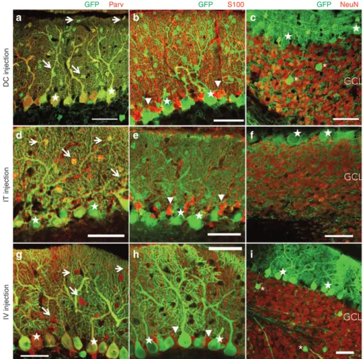 Figure 5  Cell types transduced in the cerebellar cortex after each of the three different administration routes