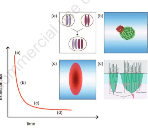 Figure 1. The road to evolutionary success. (a) The first step is the formation of individ- individ-ual polyploids, which is followed by (b) their establishment