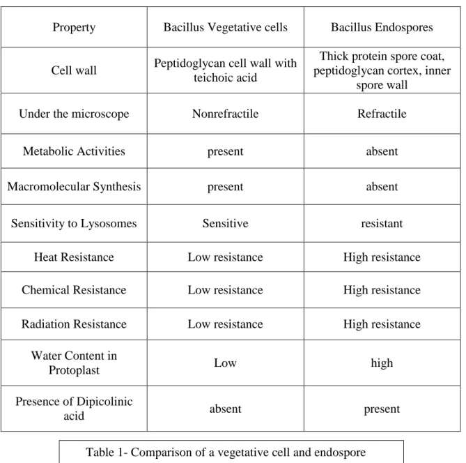 Table 1- Comparison of a vegetative cell and endospore  