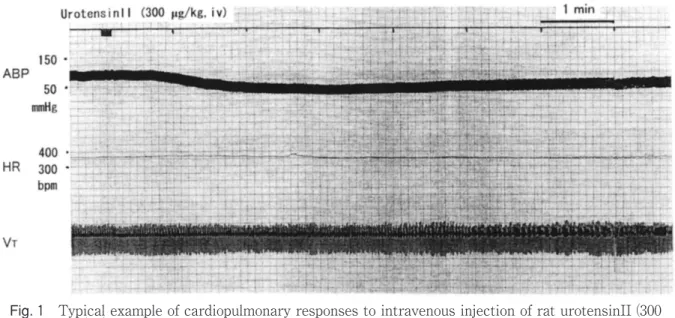 Fig.  1 Typical example of cardiopulmonary responses to intravenous injection of rat urotensinII (300 μ g/kg)