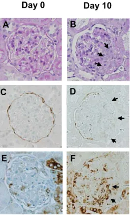 Figure 7PASSestrin 2P-S6RPC DEF