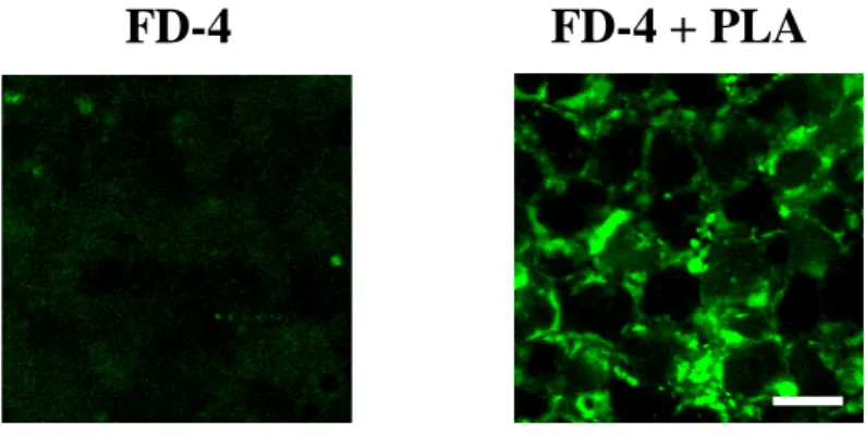 Fig. 5 Confocal laser scanning microscopic observation of Caco-2 cell monolayers after  administration of FD-4 with 100  μg/mL PLA