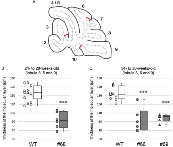 Fig. 7. Decrease in the thickness of the molecular layers in SCA1 model mice. (A) Schema depicting the locations at which the thickness of the molecular layer was measured.