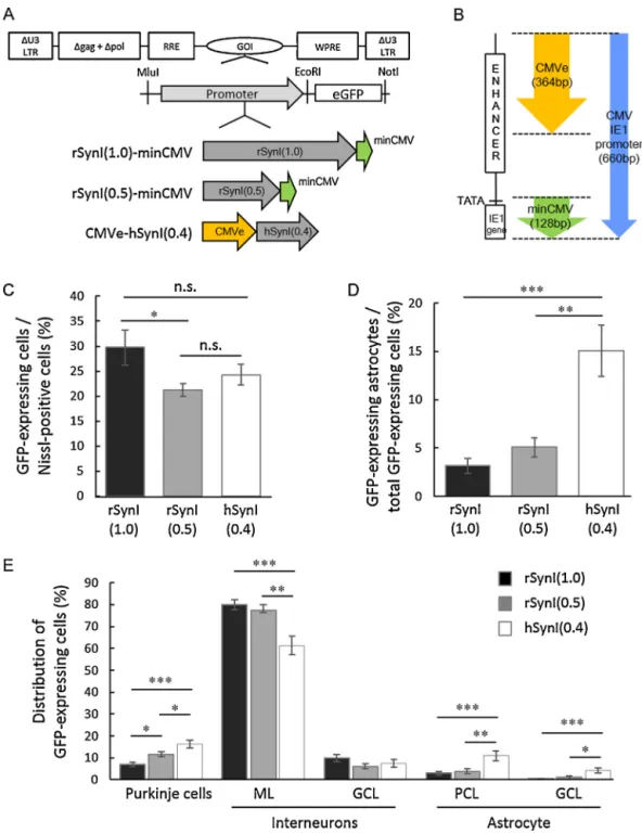 Fig. 1. Comparison of three altered human or rat synapsin I (SynI) promoters of different sizes