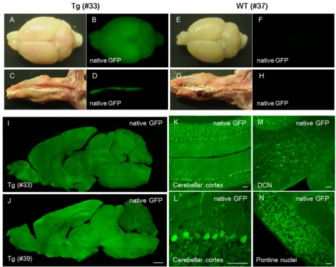 Fig. 2. Lentiviral-generated transgenic mice expressing GFP under the control of rSynI(1.0)-minCMV in the CNS