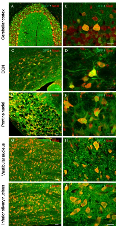 Fig. 3. Neuron-speciﬁc transgene expression in transgenic mice expressing GFP under the control of rSynI(1.0)-minCMV