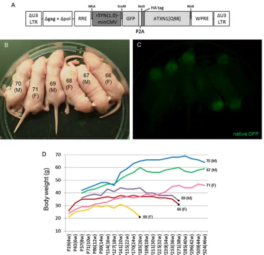 Fig. 4. Lentiviral-generated transgenic mice expressing GFP and ATXN1 with an abnormally expanded polyglutamine stretch