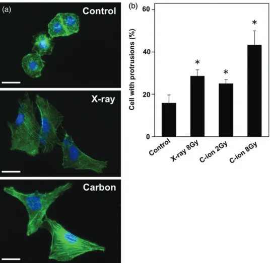 Fig. 3. The effect of carbon ion (C-ion) and X-ray irradiation on the formation of cell protrusions in A549 cells assessed by F-actin staining