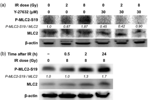 Fig. 5. The effect of Y-27632 on the viability of A549 cells. The cells were exposed to Y-27632 for 48 h and subjected to a WST-1 assay