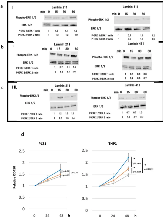 Figure  3.  Effects  of  inhibitors  on  ERK1/2  and  phospho‐ERK1/2  protein  expression  and  cellular  proliferation indicate that laminin stimulates the integrin cascade. Western blot analysis  of ERK1/2  and phospho‐ERK1/2 after 15, 30, and 60 min of 